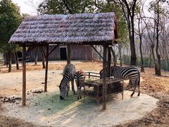 -合肥野生动物园