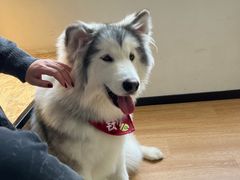 -Husky Go! 哈士奇体验馆·宠物咖啡厅狗咖