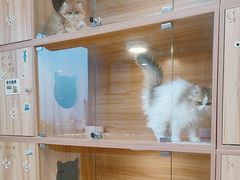 -猫十亿·布偶金渐层·曼基康矮脚猫舍(青年路店)