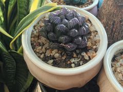 -龙大花卉苗木市场