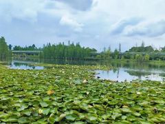 -白鹭湾湿地公园