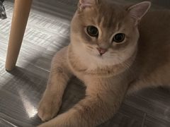 -东方名猫馆·英短金渐层布偶猫舍(环线广场1号楼店)