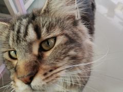 -70cat德文卷毛猫·缅因猫纯种猫舍