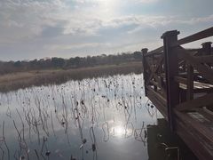 -上海海湾国家森林公园