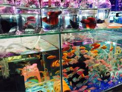 iphone_upload_pic-大自然花鸟鱼虫市场