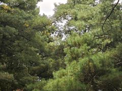-苍山感通索道