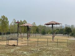 -合肥野生动物园