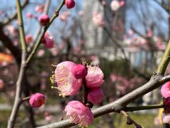 -新虹桥中心花园