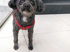 -爱侣宠医·鹦鹉专科·小型哺乳类·异宠专科(灵石路店)