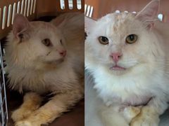 -爱洗澡的猫(望京店)