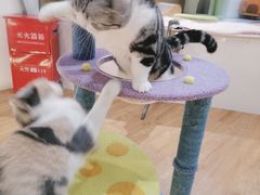 -COLOR PETS 撸猫馆·购猫·猫咖(长风大悦城店)