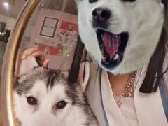 -Husky Go! 哈士奇体验馆·宠物咖啡厅狗咖