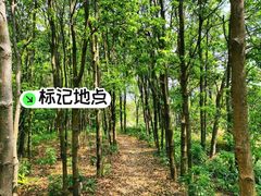 -风云岭森林公园