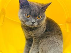 -有喵·猫咖·狗咖·30几只猫10只小狗(岗厦店)