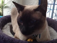 iphone_upload_pic-Sirena海妖日咖夜酒