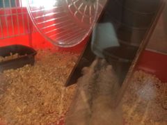-藦茜花园宠物主题亲子互动体验馆(国顺东路店)