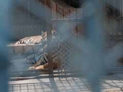 -哈尔滨北方森林动物园