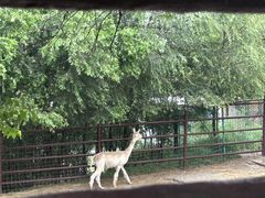 -青藏高原野生动物园