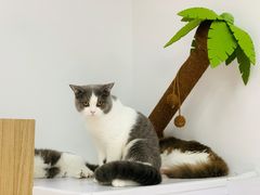 -COLOR PETS 撸猫馆·购猫·猫咖(长风大悦城店)