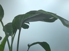 -水巷子·巴掌腰片重庆火锅(云纺店)