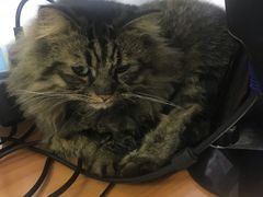 -pd派德宠物中心医院24H急重症·眼科中心·血液透析中心(嵩山北路店)