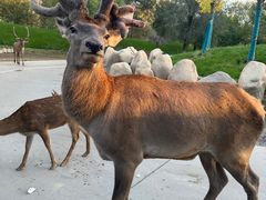 -北京野生动物园