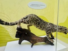 -国家自然博物馆