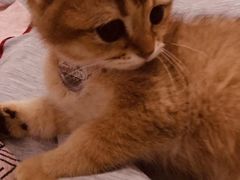 -袖虎·猫馆(体育西路店)