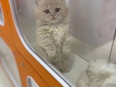 -三花喵·撸猫购宠·宠物生活馆(虹桥南丰城店)