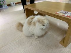 -猫和宫(六道口店)