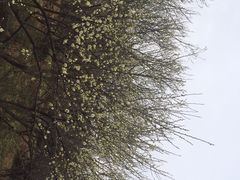 iphone_upload_pic-香雪海