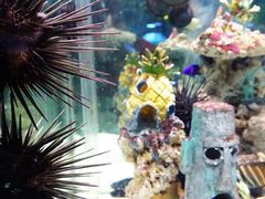 -太平洋海底世界