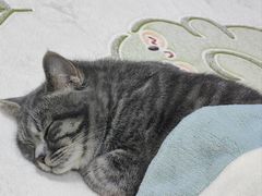 -pd派德宠物中心医院24H急重症·眼科中心·血液透析中心(嵩山北路店)