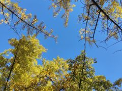 -三里屯东五街银杏大道