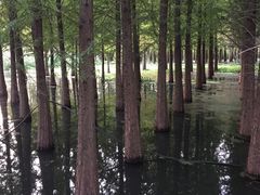 -呈贡滇池生态湿地公园