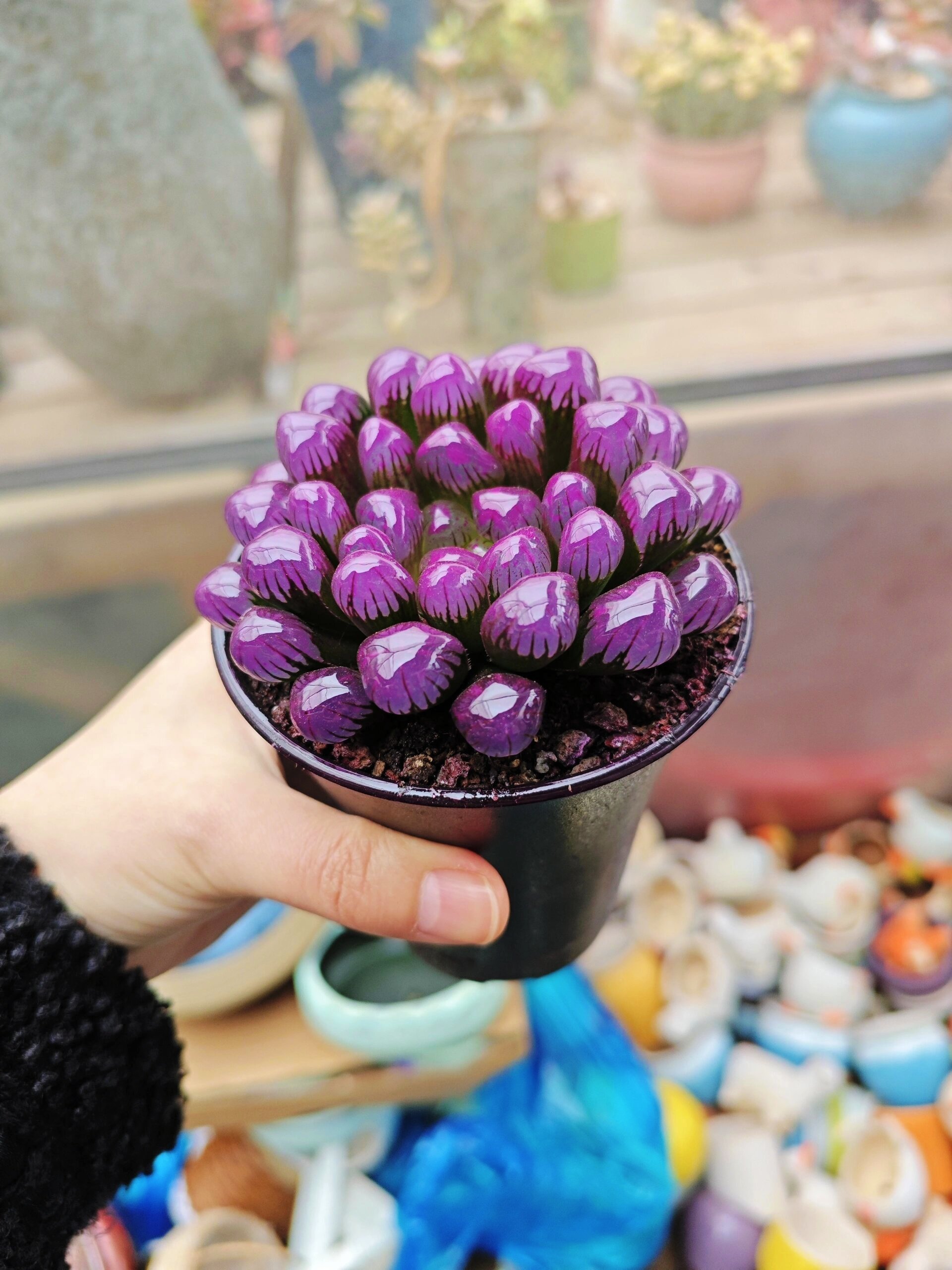 5r一大把‼️这个花市只有0次和无数次