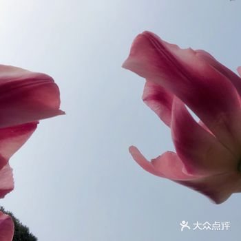 都说杭州的春天很短暂 所以抓紧时间去太子湾吧