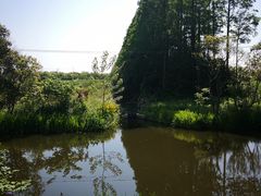 -上海长兴岛郊野公园