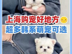 -萌宠之家·腊肠犬·马尔泰·小体犬舍