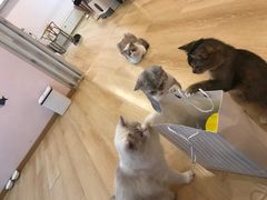 -猫咪派对(江南西店)