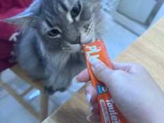 -楼上猫咖(罗湖店)
