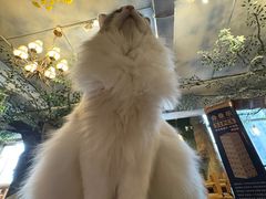 -猫猫幼稚园·撸猫·桌游·电玩