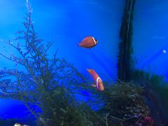 -御唐府海珊瑚主题餐厅