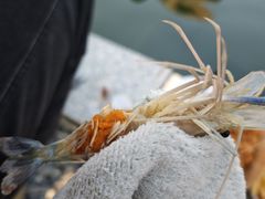 -DGE季风钓虾营地·团建·聚会