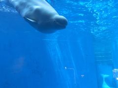-海合安成都极地海洋公园