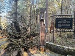 -五营红松林海景区