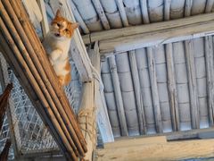 -喵屿·大理花园猫咖