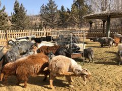 -鄂尔多斯野生动物园