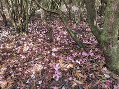 -贵州百里杜鹃风景名胜区