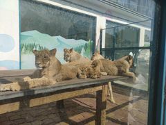 -大连森林动物园